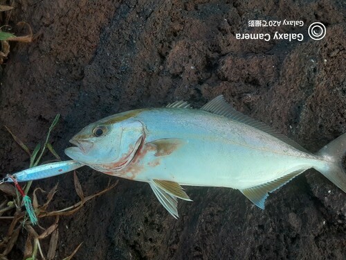 ネリゴの釣果