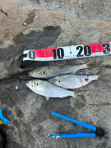 コノシロの釣果