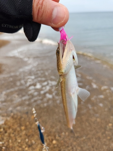 エソの釣果