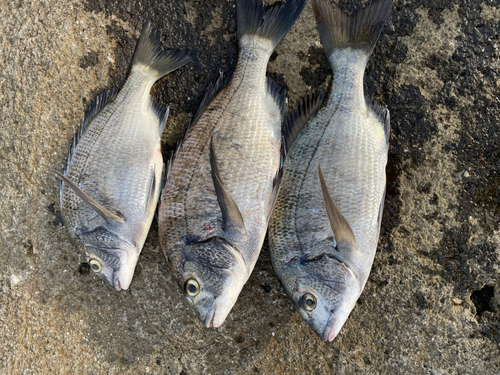 チヌの釣果