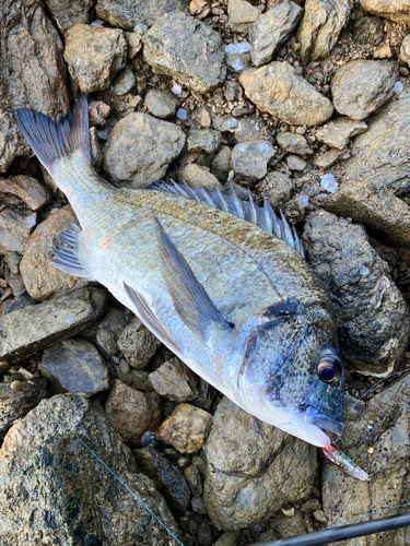 ミナミクロダイの釣果