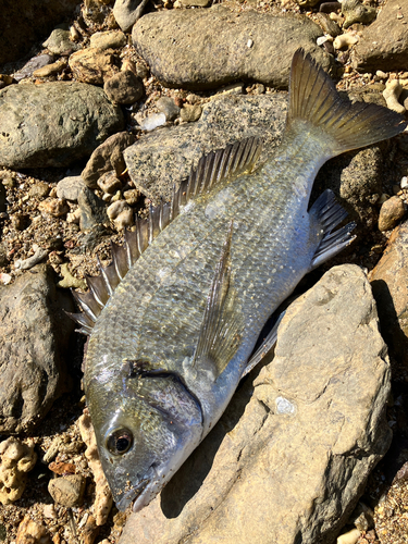 ミナミクロダイの釣果