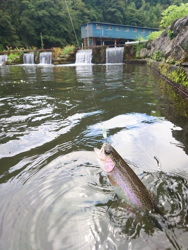 ニジマスの釣果