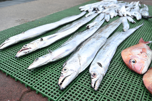 タチウオの釣果