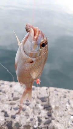 チャリコの釣果