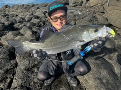 ヒラスズキの釣果