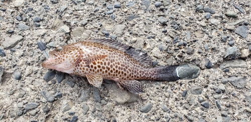 オオモンハタの釣果