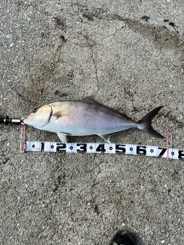 カンパチの釣果