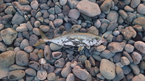 ワカシの釣果