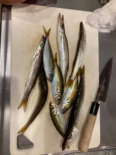 カマスの釣果