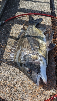 クロダイの釣果