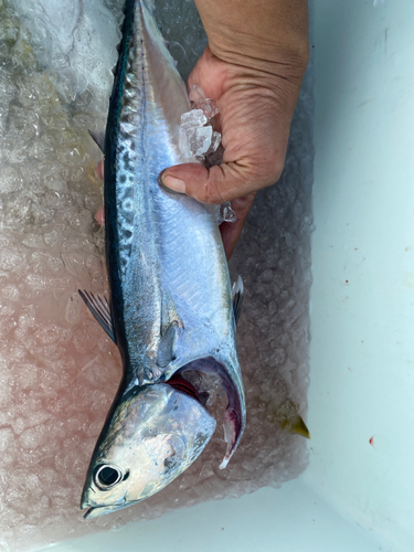 マルソウダの釣果