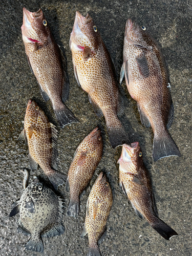 オオモンハタの釣果