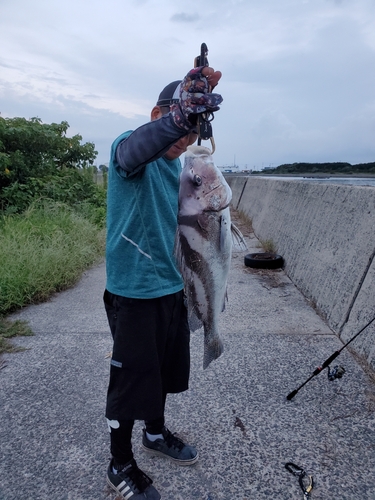 コショウダイの釣果