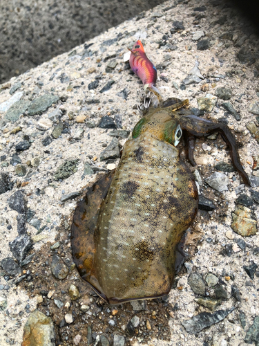 アオリイカの釣果