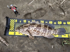 キジハタの釣果