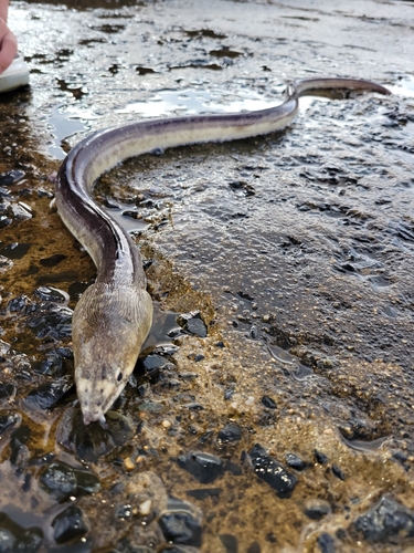 ホタテウミヘビの釣果