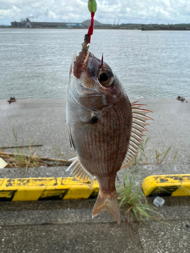 チャリコの釣果