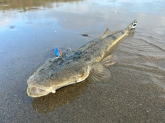 マゴチの釣果