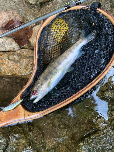 ヤマメの釣果