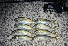 アジの釣果