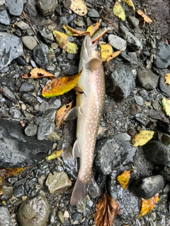 イワナの釣果