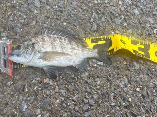 チヌの釣果