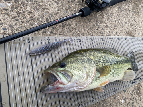 ブラックバスの釣果