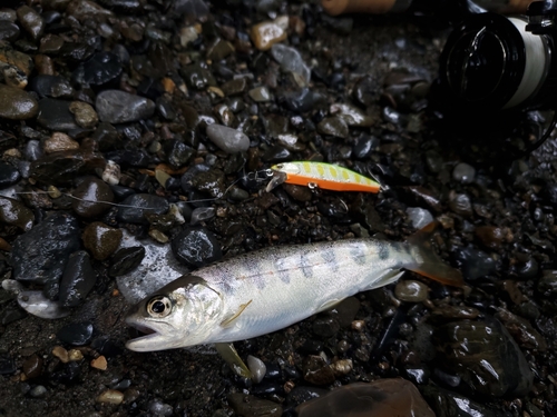 アマゴの釣果