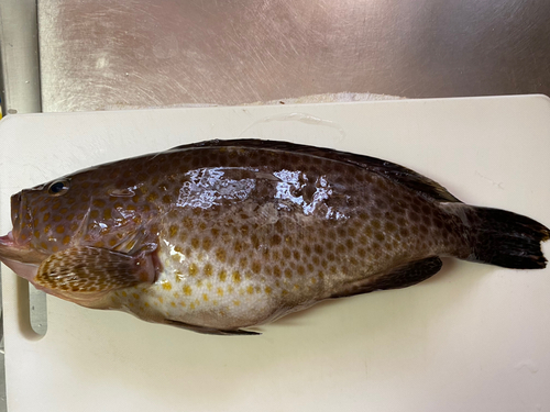 オオモンハタの釣果