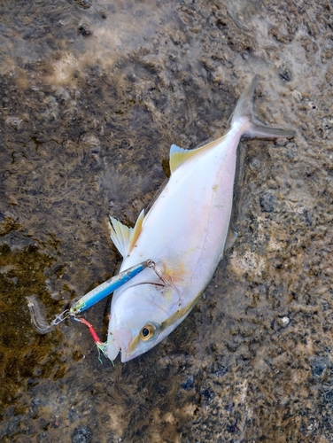 シオの釣果