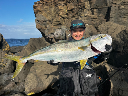 ヒラマサの釣果