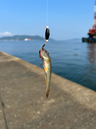 アナハゼの釣果