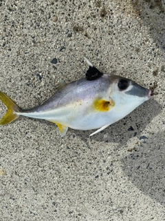 ギマの釣果