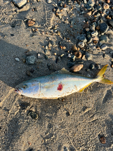 ツバイソの釣果