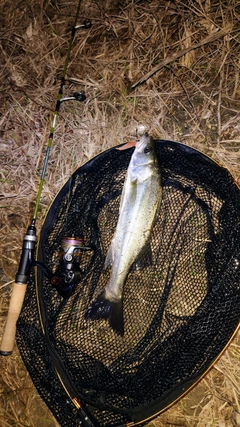 フッコ（マルスズキ）の釣果