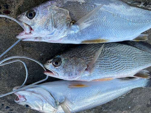 ニベの釣果