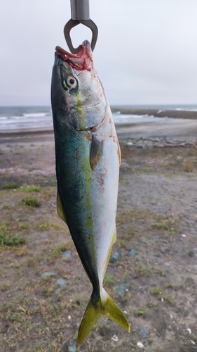 イナダの釣果