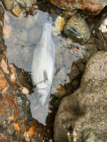 ヒラスズキの釣果