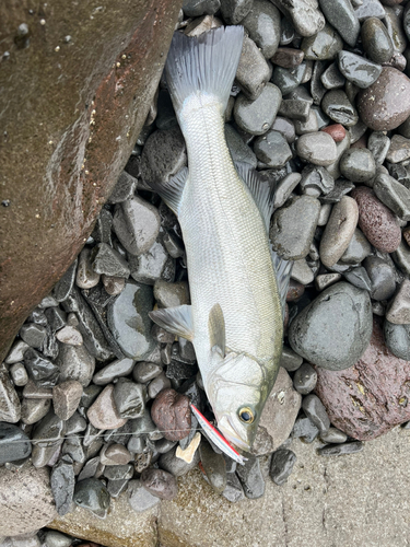 ヒラスズキの釣果