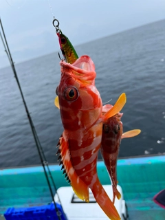 アカハタの釣果