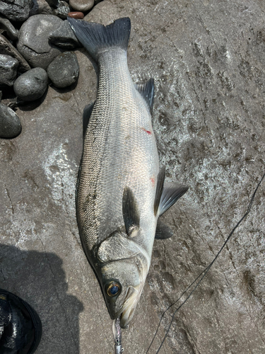 ヒラスズキの釣果