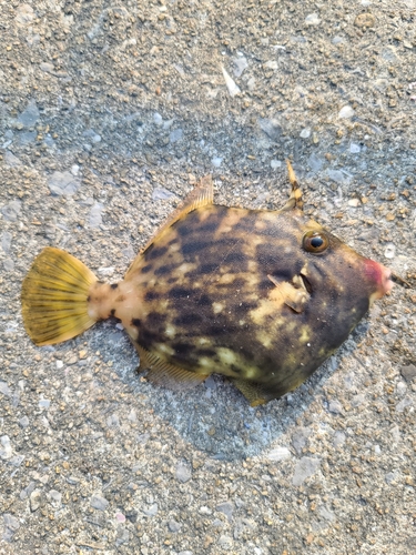 カワハギの釣果