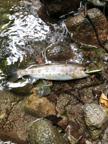 ヤマメの釣果