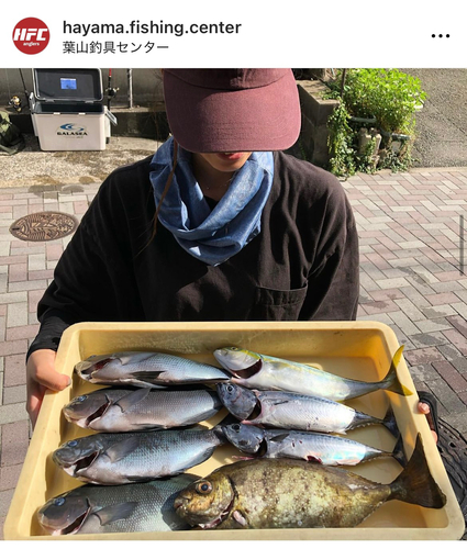 メジナの釣果