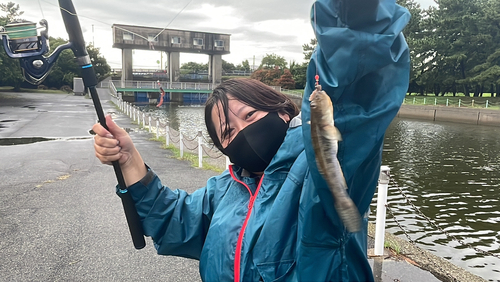 ハゼの釣果