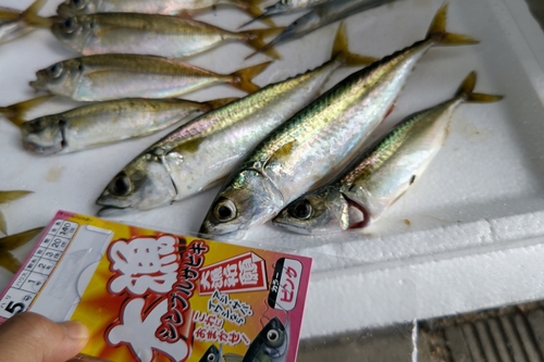 マサバの釣果