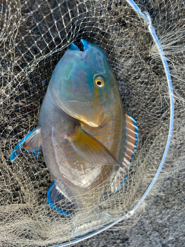 アオブダイの釣果