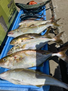 ハガツオの釣果