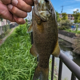 スモールマウスバス